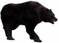 Urso Negro Feroz.png